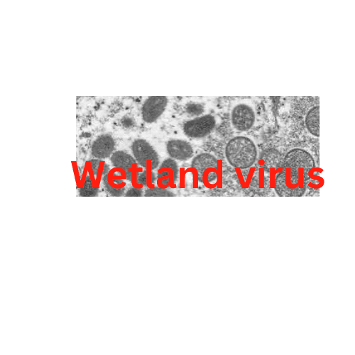 The Wetland Virus: Emerging Threat for Global Health and Exam Relevance